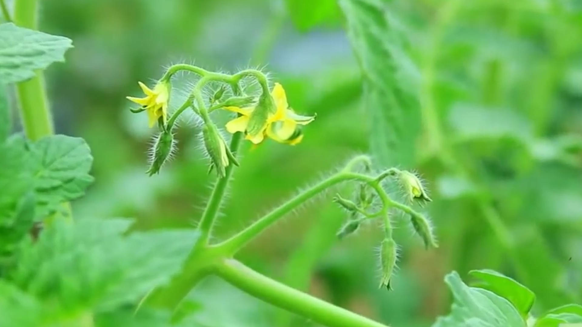 該死的“重茬”怎么辦？來看看咋解決