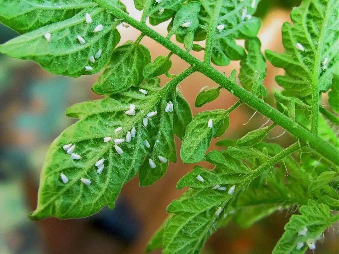 白粉虱打不干凈？教你打！