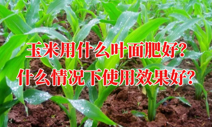 玉米用什么葉面肥好？什么情況下使用效果好？