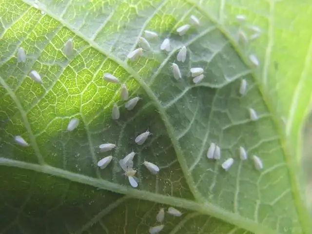 白粉虱，推薦五種防治方法！