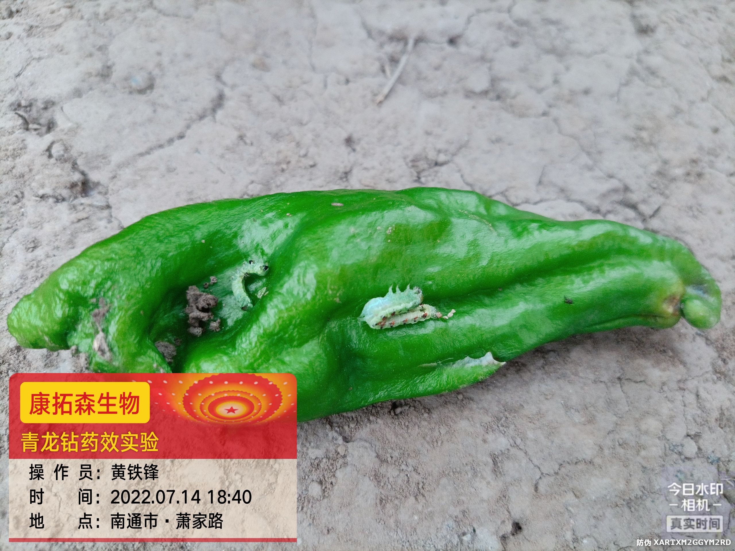 青蟲肆虐，辣椒減產(chǎn)！青龍鉆，來(lái)救場(chǎng)！
