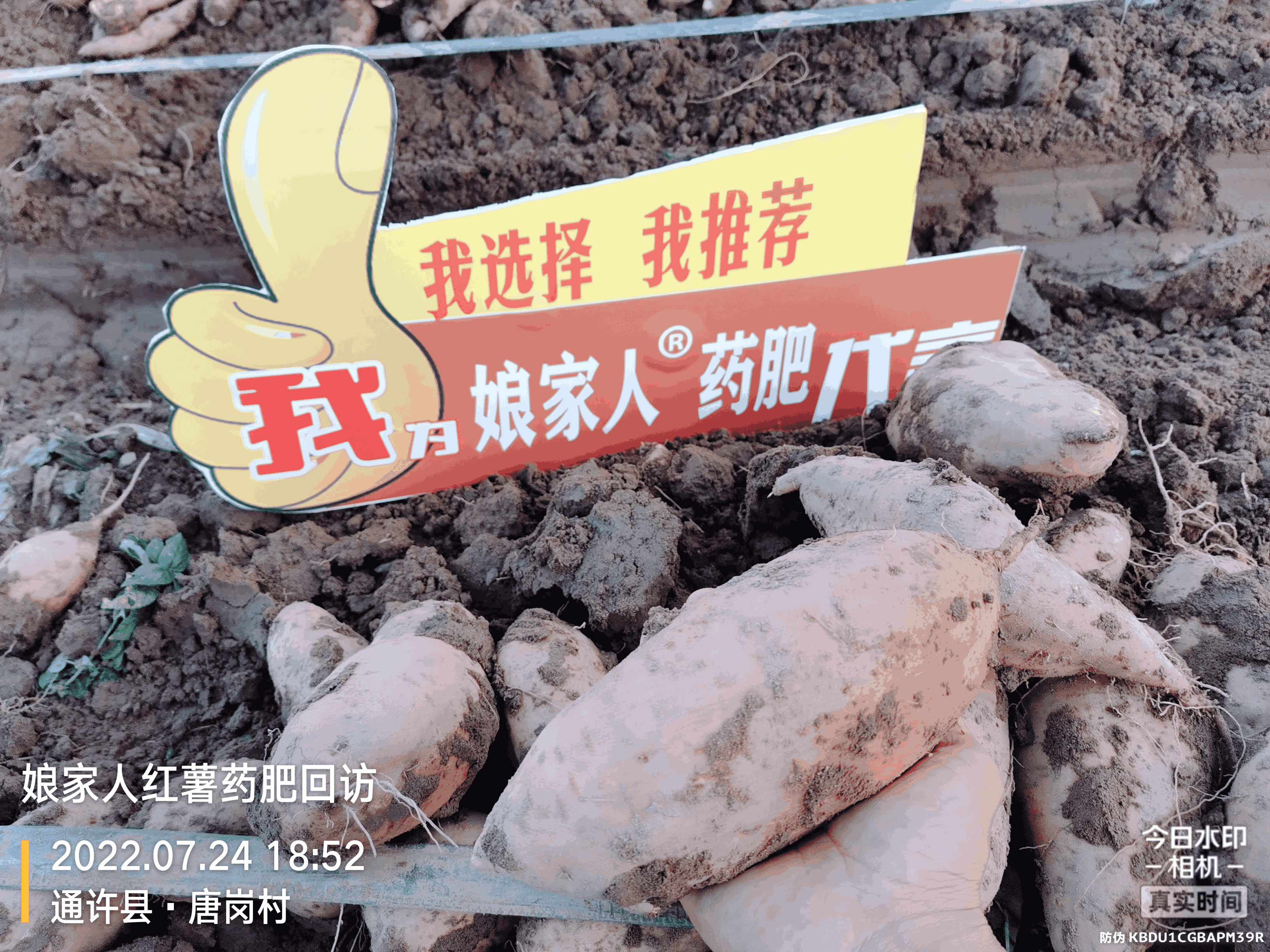 紅薯豐收，用了娘家人，“薯”你最棒！