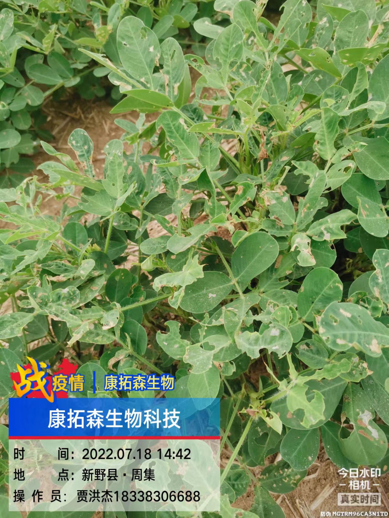 玉米、花生、大豆抗性青蟲該怎么打？