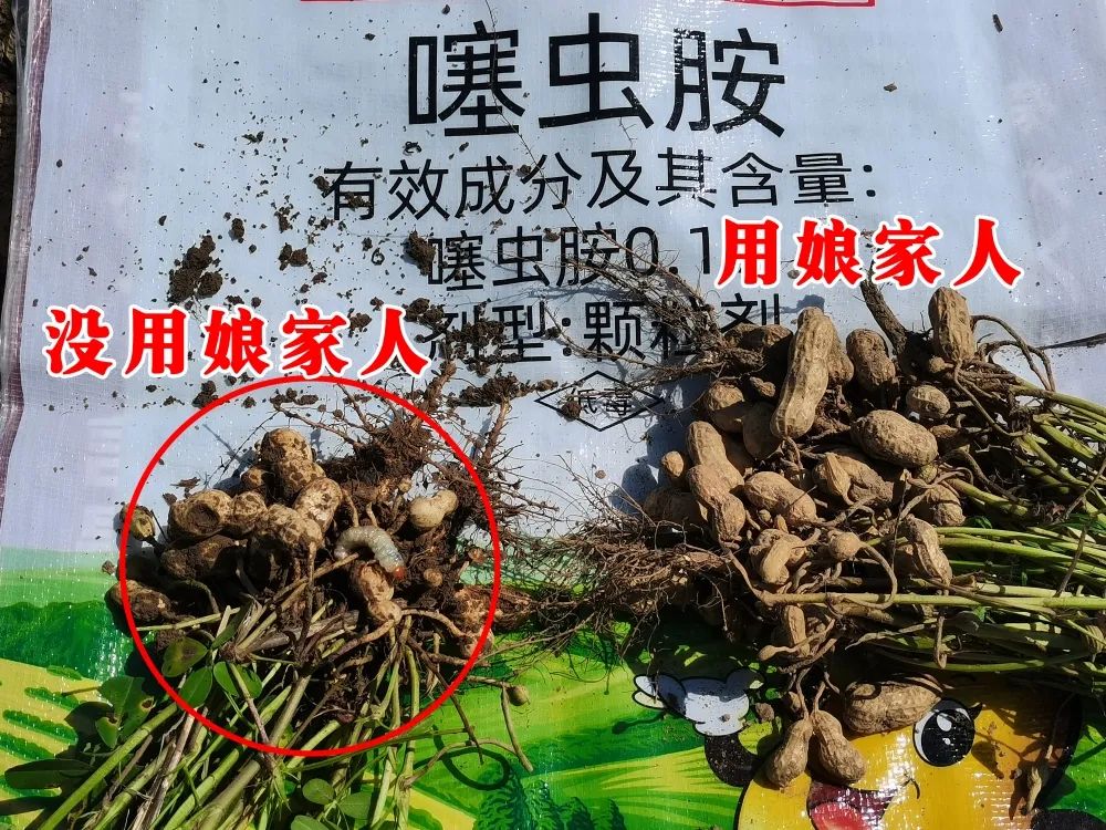 金秋花生回訪，農(nóng)戶的信任，來自于娘家人的肥效